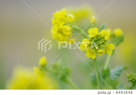 寒咲きハナナ(菜の花) 寒咲きハナナ(菜の花) 6491648