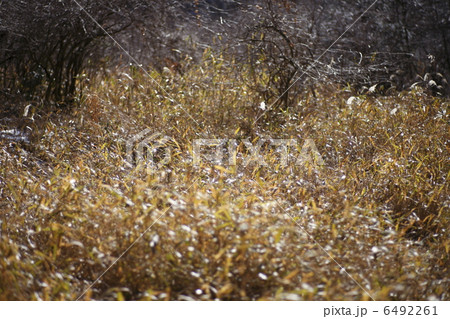 原野 原野 6492261
