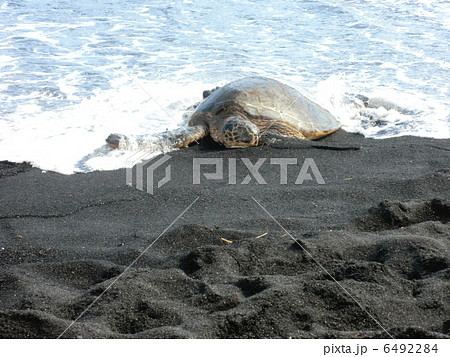 ハワイ島　ウミガメ 6492284