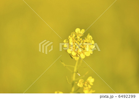 菜の花 菜の花 6492299