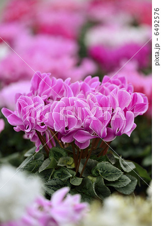 シクラメン 6492576