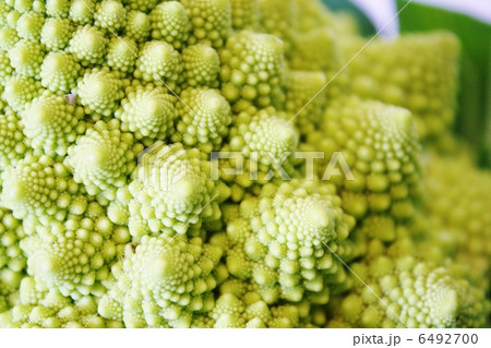 ロマネスコ 6492700