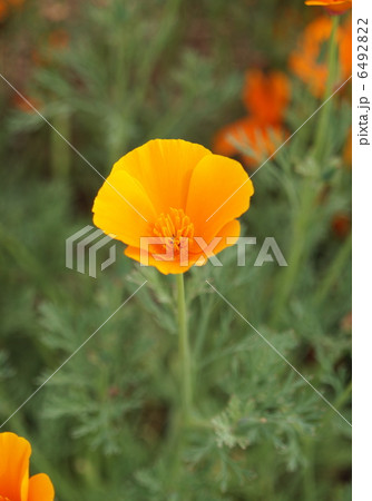 ポピー ポピー 6492822