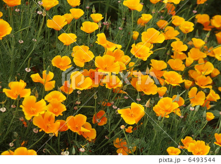 ポピー ポピー 6493544