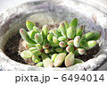 多肉植物 6494014
