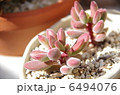 多肉植物 6494076