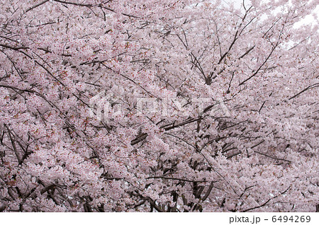 桜 6494269