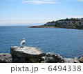 カモメ　バンクーバー島　ビクトリア 6494338