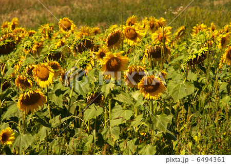 Sunflowers Mid Summer Sunflowers Mid Summer 6494361