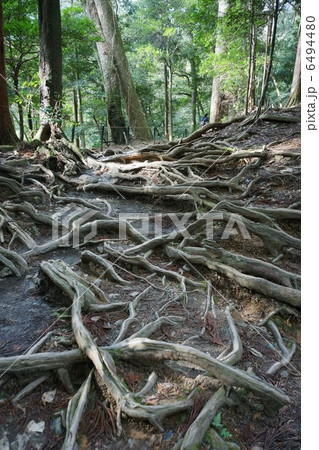 木の根道 6494480