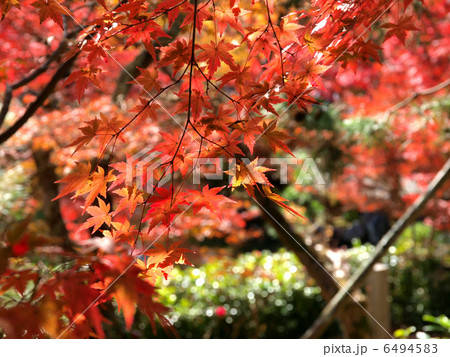 京都・永観堂（紅葉） 6494583