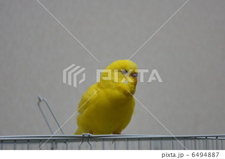 黄色いインコの写真素材