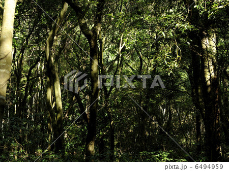 広葉樹の森 広葉樹の森 6494959