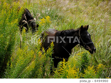 上場高原の馬 6494960