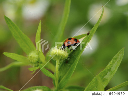 テントウ虫とヒメジジョン 6494970