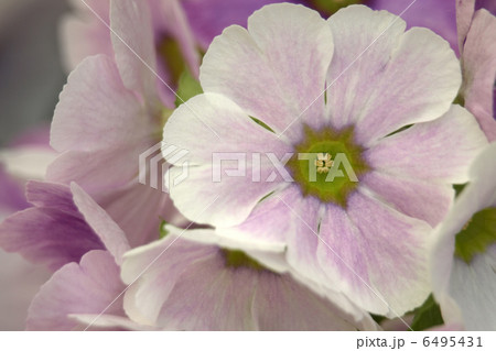 プリムラ・オブコニカ プリムラ・オブコニカ 6495431