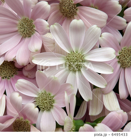 サイネリア 6495433