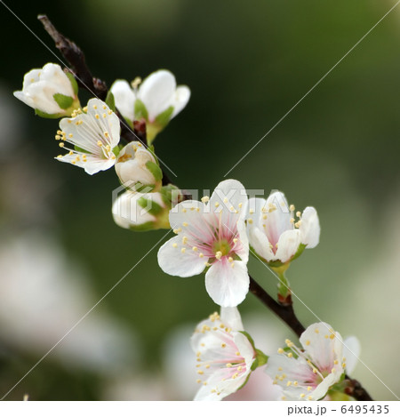 クラブアップル 6495435