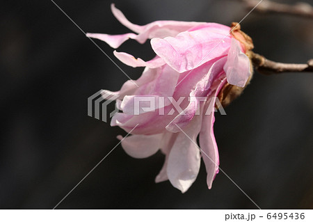 シデコブシ シデコブシ 6495436