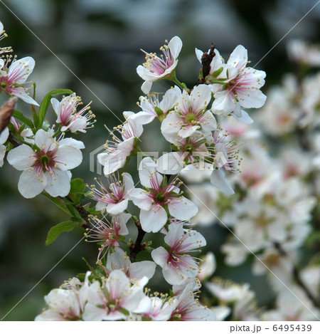 クラブアップル 6495439