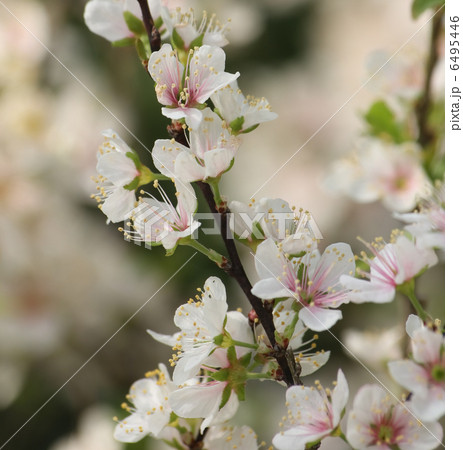 クラブアップル 6495446