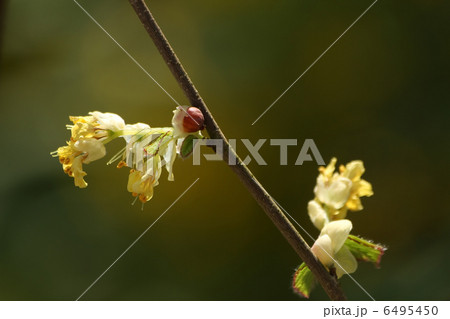 ヒュウガミズキ 6495450