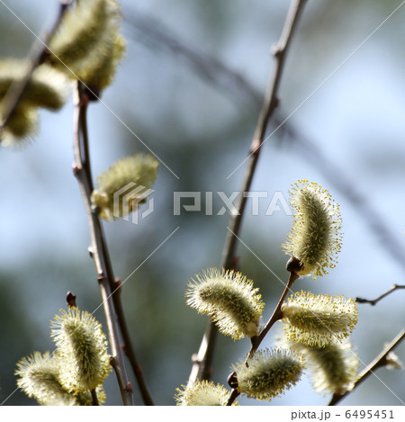 ネコヤナギ 6495451