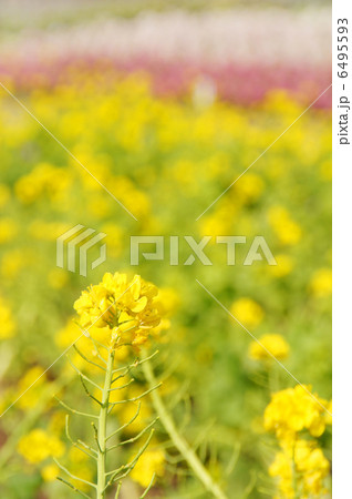 満開の菜の花 満開の菜の花 6495593