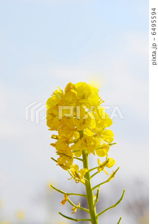 満開の菜の花と青い空 満開の菜の花と青い空 6495594