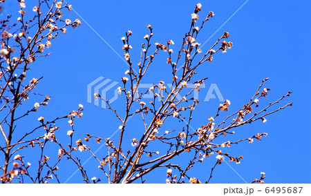 桜 子福桜 桜 子福桜 6495687