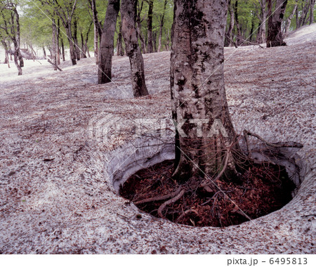 雪解けの鳥海高原 雪解けの鳥海高原 6495813