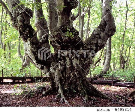 アガリコ大王 アガリコ大王 6495814