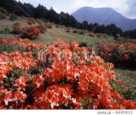 湯の丸高原レンゲツツジの写真素材