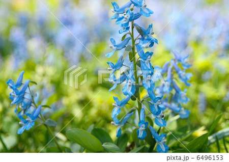 エゾエンゴサクの花 6496153