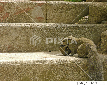 町田リス園 町田リス園 6496332