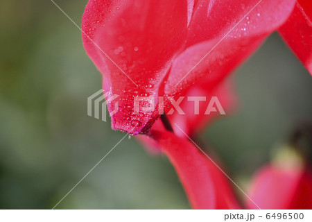 シクラメン 6496500