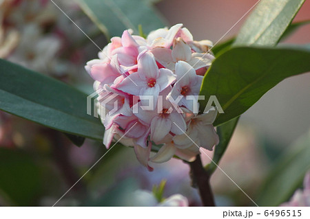 沈丁花 6496515