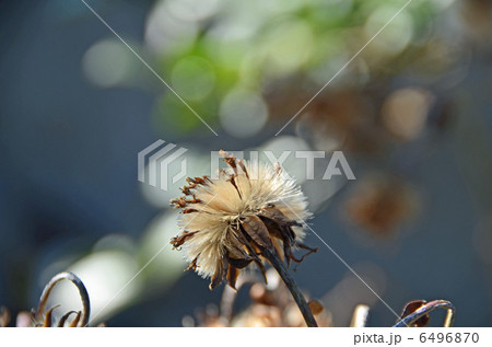 つわぶき 6496870