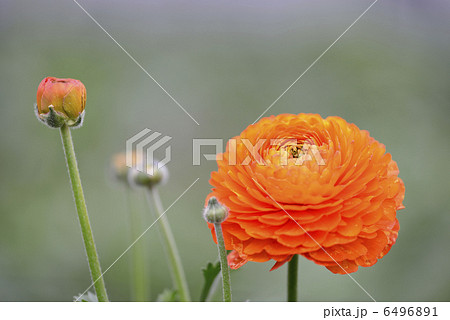 ラナンキュラス （オレンジ） 6496891