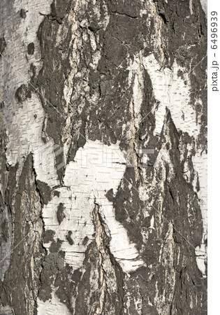 Bark of birch in the cracks texture Bark of birch in the cracks texture 6496939
