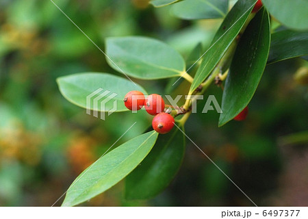 モチノキ果実 モチノキ果実 6497377