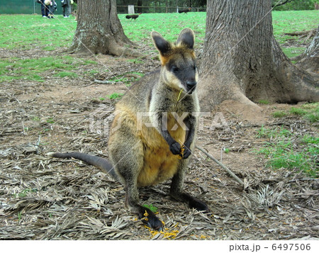 カンガルー 6497506