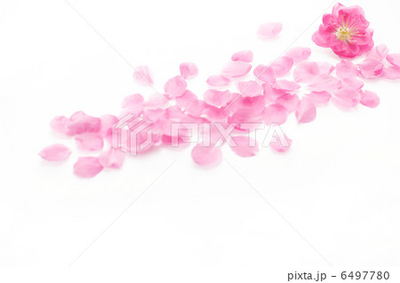 桃の花 6497780
