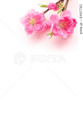 桃の花 6497782