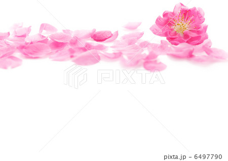 ももの花 6497790