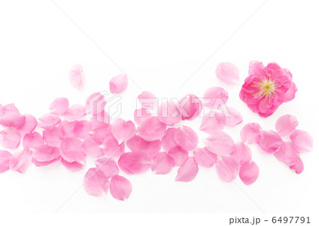 ももの花 6497791