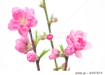 桃の花 6497874