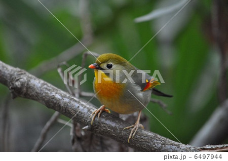 ソウシチョウ(相思鳥) ソウシチョウ(相思鳥) 6497944