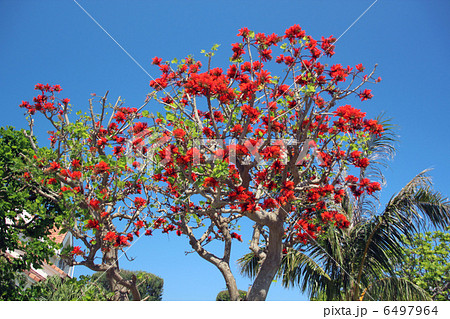 満開のデイゴの花 6497964