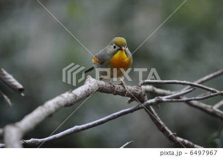 カラフルできれいな相思鳥 カラフルできれいな相思鳥 6497967